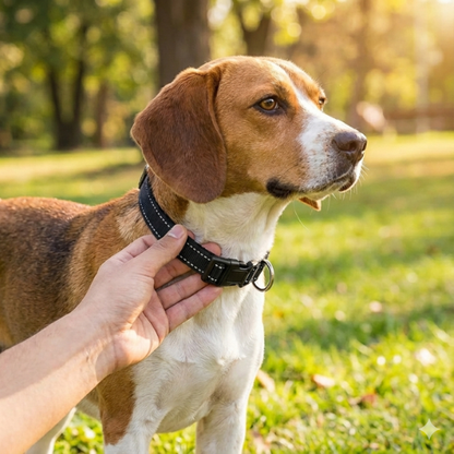 Dog strap EasyWalk Harness